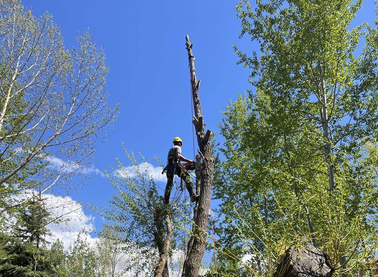 Tree removal using rope access in Jackson, WY