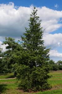 Douglas Fir tree