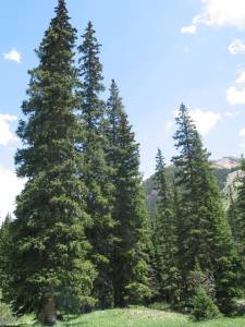 Engelmann Spruce tree
