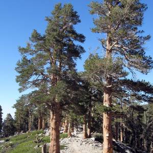 Lodgepole Pine tree in Jackson Hole