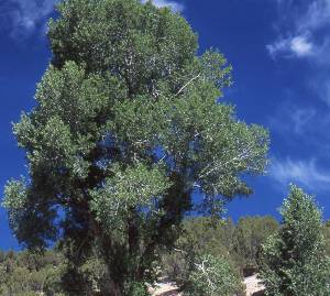 Cottonwood tree in Jackson Hole