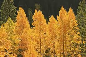Quaking Aspen in fall color